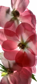 Quadro su tela Alice Rose Trio, 2014,