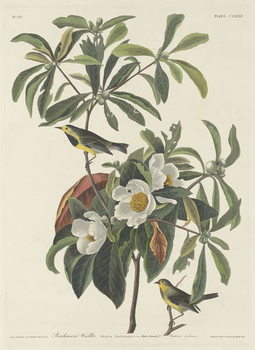 Quadro su tela Bachman's Warbler, 1834