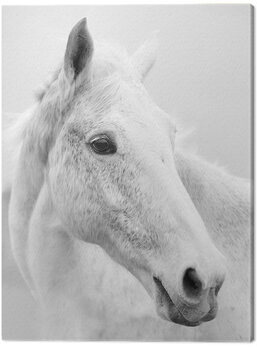 Stampa su tela Ian Winstanley - Nordic Horse II