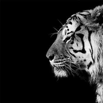 Stampa su tela Nicolas Evariste - Panthera Tigris