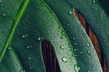 Quadro su tela Tropical leaf Monstera