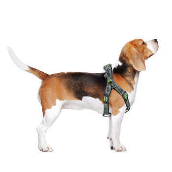 Dog accessories Star Wars: The Mandalorian