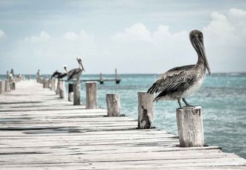 Pelican Patrol Steklena slika