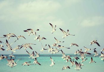 Vintage Seagulls Steklena slika