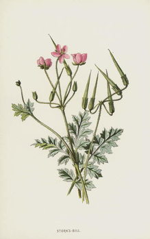 Samolepka Stork's-Bill