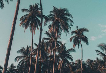 Szklany obraz  Retro Palms