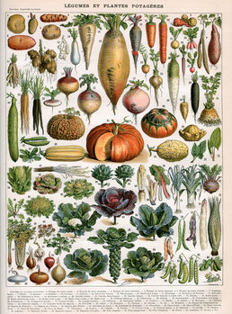 Tablou pe pânză Illustration of Vegetable Varieties, c.1905-10