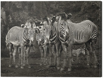 Tablou canvas Marina Cano - Zebras
