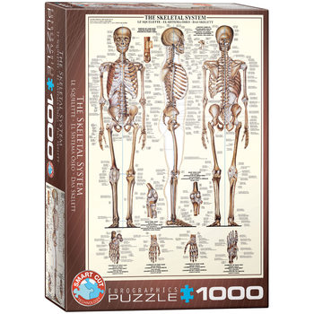Pussel The Skeletal System