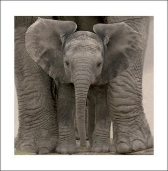 Elephant - Baby Reprodukcija umjetnosti