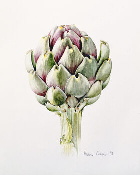 Tableau sur toile Artichoke Study, 1993