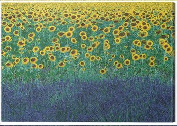 Tableau sur toile David Clapp - Sunflowers in Provence, France
