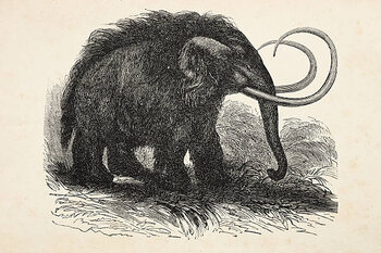 Tableau sur toile Engraving of extinct woolly mammoth from 1872