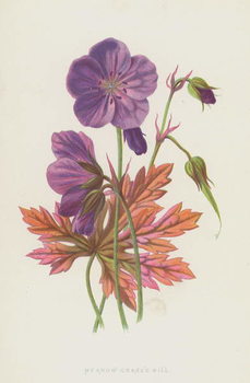Tableau sur toile Meadow Crane's Bill