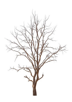 Tableau sur toile Old and dead tree