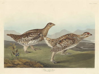 Tableau sur toile Sharp-tailed Grous, 1837