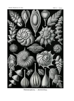 Tableau sur toile Thalamophora