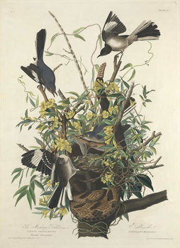 Tableau sur toile The Mocking Bird, 1827