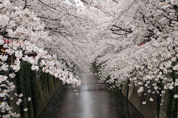 Üvegkép Path - White Blossoms
