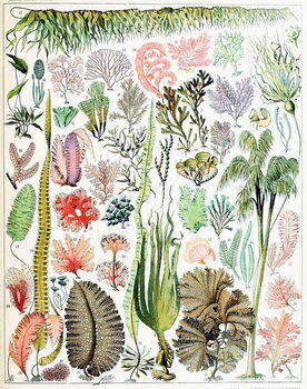 Vászonkép Illustration of  Algae and Seaweed  c.1923
