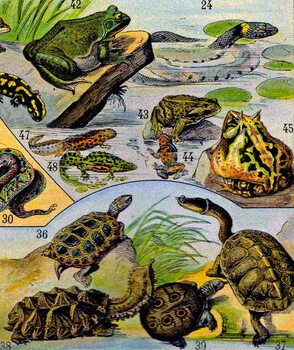 Vászonkép Illustration of  Reptiles and Amphibians c.1923