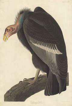 Vászonkép Californian Vulture, 1838