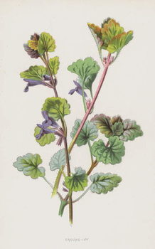 Vászonkép Ground-Ivy