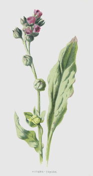 Vászonkép Hound's-Tongue