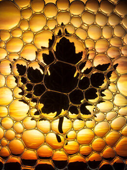 Vászonkép Maple leaf bubbles