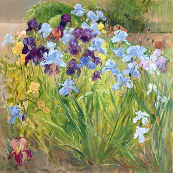Vászonkép The Iris Bed, Bedfield, 1996