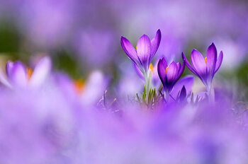 Vászonkép Violets in field