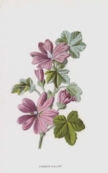 Wall Mural Common Mallow