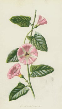 Wall Mural Field Convolvulus