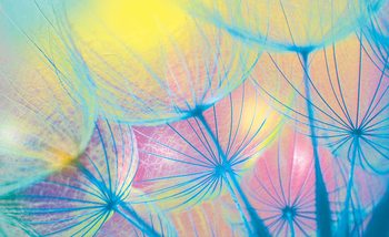 Wall Mural Flower Dandelion