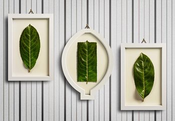 Wall Mural Framed Nature