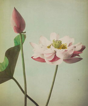 Wall Mural Lotus, 1896