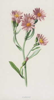 Wall Mural Starwort