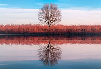 Wall Mural Windtree