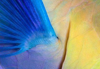 Wall Mural Wings