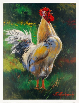 Művészeti nyomat White and Yellow Rooster