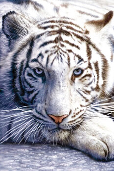 Gerahmte Poster White tiger