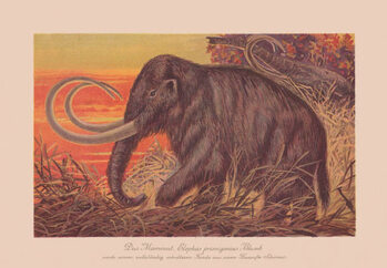 Samolepka Woolly mammoth , chromolithograph, published in