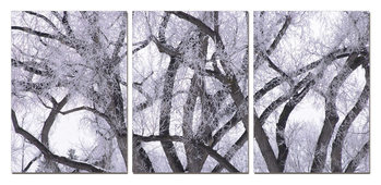 Obraz Zimní koruna stromu