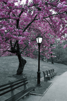 Αφίσα Central Park - blossom