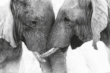 XXL Αφίσα Elephant - Touch