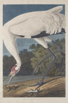 Εκτύπωση καμβά Hooping Crane, 1834