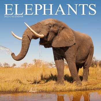 Elephants Календари 2022