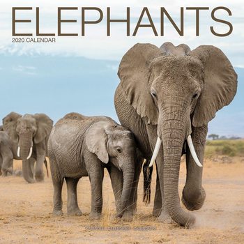 Elephants Календари 2020