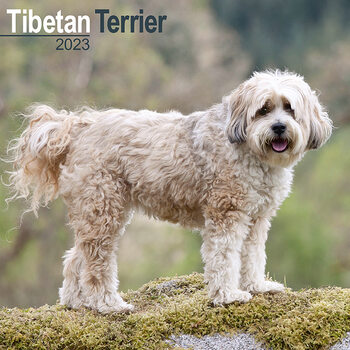Календари 2023 Tibetan Terrier