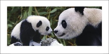 Panda - Steve Bloom Картина